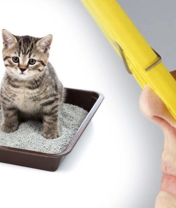 9 способов, как избавиться от запаха кошачьей мочи в квартире