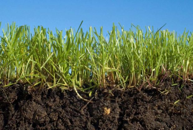 6 советов, как сделать газон на даче своими руками
