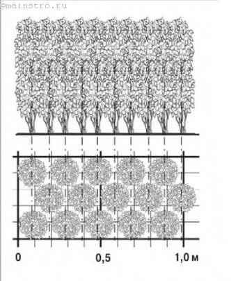 Схема трёхрядной высадки растений живой изгороди