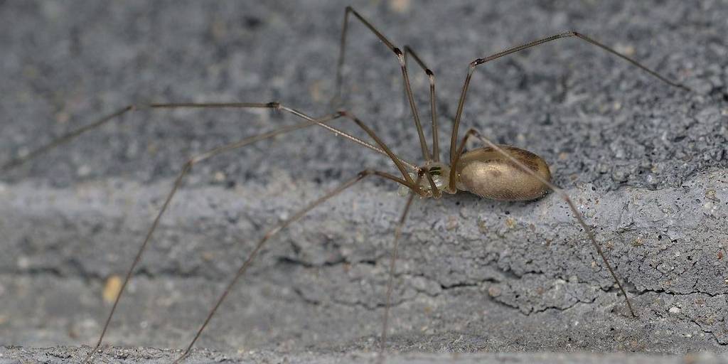 15 способов, как избавиться от пауков в доме