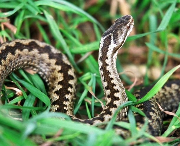 8 советов, как прогнать змей с участка
