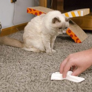9 способов, как избавиться от запаха кошачьей мочи в квартире