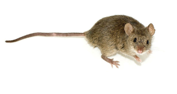 Как избавиться от мышей на даче: ТОП-5 способов