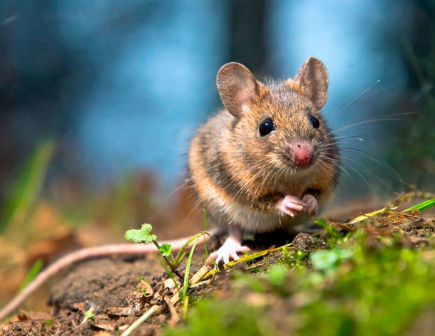 Как избавиться от мышей на даче: ТОП-5 способов