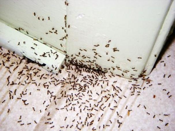 как избавиться от маленьких муравьев в квартире