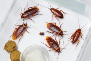 11 советов, как избавиться от тараканов в доме