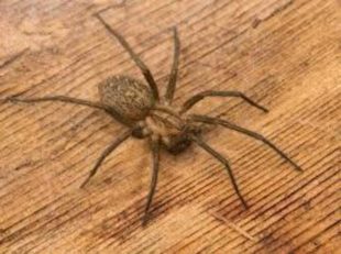 10 способов, как избавиться от пауков в доме